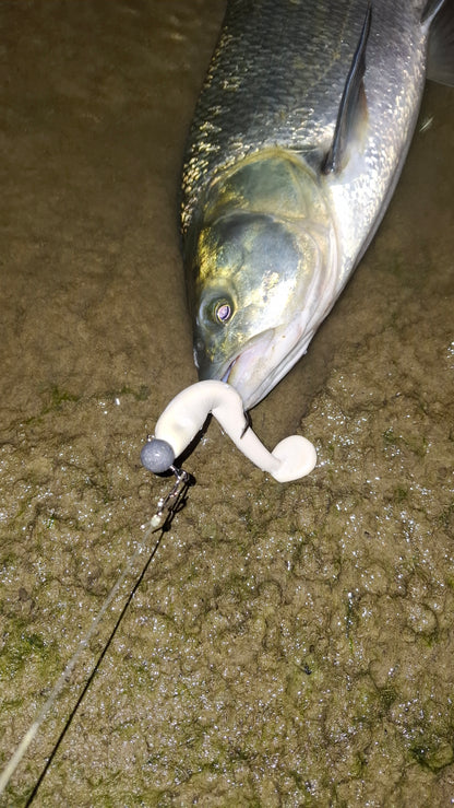 DGF Albi 12.5cm