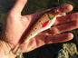DGF Flasher 12cm